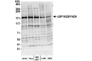 anti-Ubiquitin Specific Peptidase 19 (USP19) (AA 900-950) antibody