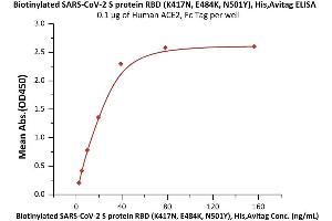 Immobilized Human ACE2, Fc Tag (ABIN6952459,ABIN6952465) at 1 μg/mL (100 μL/well) can bind Biotinylated SARS-CoV-2 S protein RBD (K417N, E484K, N501Y), His,Avitag (ABIN6992369) with a linear range of 2-39 ng/mL (QC tested).
