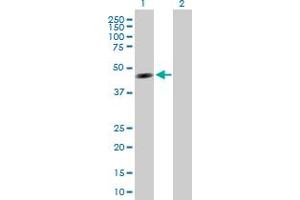 Western Blot analysis of TTRAP expression in transfected 293T cell line by TTRAP MaxPab polyclonal antibody. (TDP2 antibody  (AA 1-362))