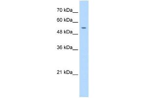 WB Suggested Anti-PRIM1 Antibody Titration:  1. (PRIM1 antibody  (N-Term))