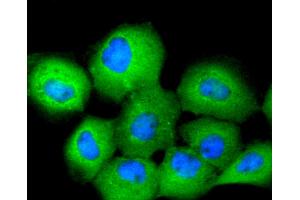 A431 cells were stained with 14-3-3 Theta (5G1) Monoclonal Antibody  at [1:200] incubated overnight at 4C, followed by secondary antibody incubation, DAPI staining of the nuclei and detection.