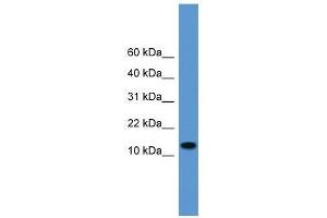 Western Blot showing TAC1 antibody used at a concentration of 1. (TAC1 antibody  (Middle Region))