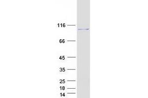 Validation with Western Blot (COG5 Protein (Transcript Variant 1) (Myc-DYKDDDDK Tag))