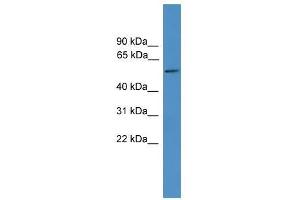 TTYH3 antibody used at 0. (TTYH3 antibody  (Middle Region))