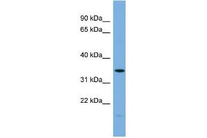 WB Suggested Anti-PLSCR1 Antibody Titration: 0. (PLSCR1 antibody  (N-Term))