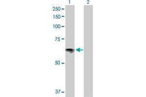 Western Blot analysis of SLC6A4 expression in transfected 293T cell line by SLC6A4 MaxPab polyclonal antibody. (SLC6A4 antibody  (AA 1-630))