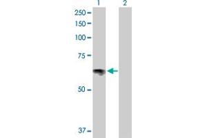 Western Blot analysis of SLC6A4 expression in transfected 293T cell line by SLC6A4 MaxPab polyclonal antibody.