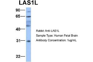 LAS1L 抗体  (Middle Region)