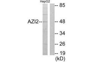 Western blot analysis of extracts from HepG2 cells, using AZI2 antibody. (AZI2 antibody  (N-Term))