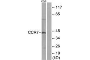 Western Blotting (WB) image for anti-Chemokine (C-C Motif) Receptor 7 (CCR7) (AA 170-219) antibody (ABIN2890754) (CCR7 antibody  (AA 170-219))