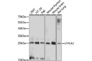 Western blot analysis of extracts of various cell lines, using LYPL antibody (ABIN7268339) at 1:1000 dilution. (LYPLA2 antibody  (AA 147-231))