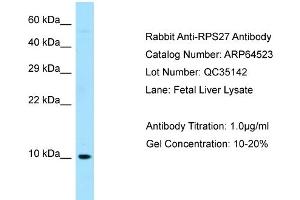 Western Blotting (WB) image for anti-Ribosomal Protein S27 (RPS27) (N-Term) antibody (ABIN971627) (RPS27 antibody  (N-Term))