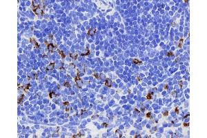 Immunohistochemistry analysis of paraffin-embedded rat spleen using CD284 Monoclonal Antibody at dilution of 1:400. (TLR4 antibody)