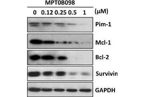MPT0B098 induces the cell cycle arrest and apoptosis.