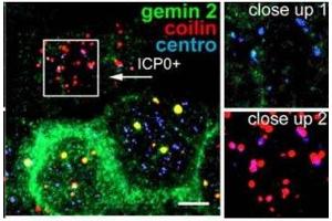 Image no. 2 for anti-Gem (Nuclear Organelle) Associated Protein 2 (GEMIN2) (AA 12-280) antibody (ABIN108540) (SIP1 antibody  (AA 12-280))