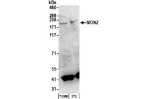 Western Blotting (WB) image for anti-MON2 Homolog (Mon2) (AA 1-50) antibody (ABIN7450456) (Mon2 antibody  (AA 1-50))