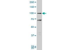 PROX1 monoclonal antibody (M09), clone 1H6 Western Blot analysis of PROX1 expression in MCF-7 . (PROX1 antibody  (AA 638-737))