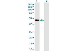 Western Blot analysis of SIRT7 expression in transfected 293T cell line by SIRT7 MaxPab polyclonal antibody. (SIRT7 antibody  (AA 1-400))