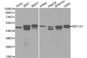 Western blot analysis of extracts of various cell lines, using EEF1A1 antibody. (eEF1A1 antibody  (AA 123-462))