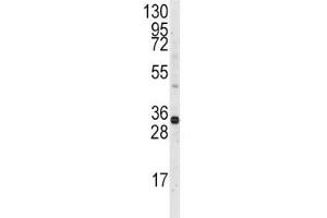 Western blot analysis of MCL1 antibody and Ramos lysate. (MCL-1 antibody  (AA 191-226))