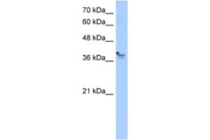 Western Blotting (WB) image for anti-Protein-L-Isoaspartate (D-Aspartate) O-Methyltransferase Domain Containing 1 (PCMTD1) antibody (ABIN2463246) (PCMTD1 antibody)