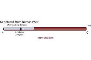 Image no. 2 for anti-Poly (ADP-Ribose) Polymerase 1 (PARP1) (full length) antibody (ABIN967515) (PARP1 antibody  (full length))