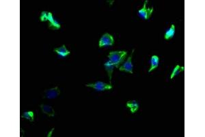 Immunofluorescence staining of SH-SY5Y cells with ABIN7140207 at 1:50, counter-stained with DAPI. (ATP6AP1L antibody  (AA 190-209))