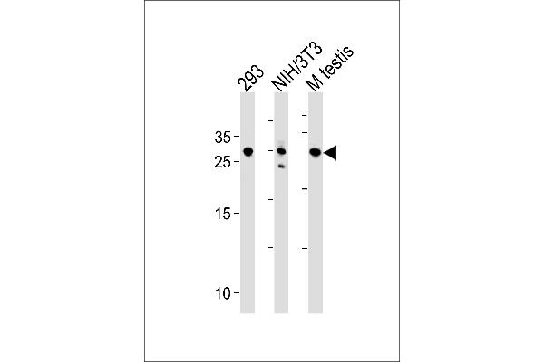 RNF166 antibody  (AA 71-97)