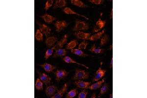 GPRASP1 antibody  (AA 200-500)