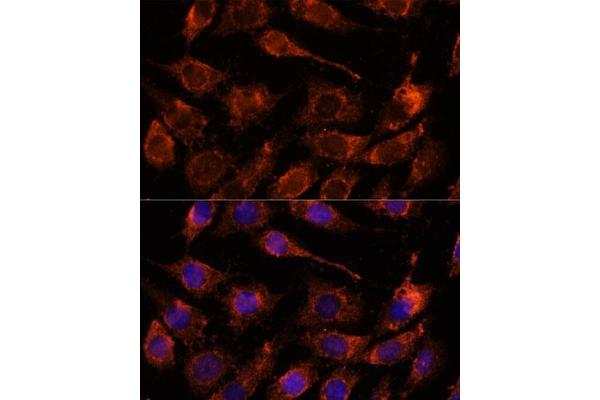 GPRASP1 antibody  (AA 200-500)
