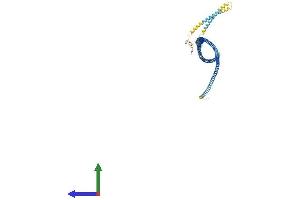 AlphaFold protein structure predicition of Human Recombinant ODF2L Protein, UniprotID Q9ULJ1 (ODF2L Protein (AA 1-636) (His tag))