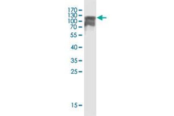 ETL4 antibody  (AA 1-877)