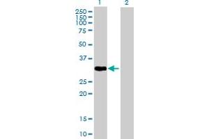 Western Blot analysis of PLSCR1 expression in transfected 293T cell line by PLSCR1 MaxPab polyclonal antibody. (PLSCR1 antibody  (AA 1-318))