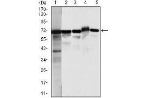 Western blot analysis using MSN mouse mAb against HeLa (1), A431 (2),Jurkat(3), HEK293(4), and COS7 (5) cell lysate. (Moesin antibody)