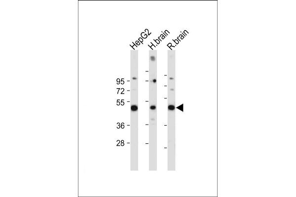 DUSP6 抗体  (AA 58-89)
