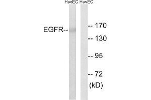 Western Blotting (WB) image for anti-Epidermal Growth Factor Receptor (EGFR) (Ser1026) antibody (ABIN1848176) (EGFR antibody  (Ser1026))