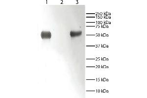 Lane 1 - Rabbit IgGLane 2 - Rabbit IgG Light ChainsLane 3 - Rabbit IgG Heavy ChainsRabbit immunoglobulins above were resolved by electrophoresis under reducing conditions, transferred to PVDF membrane, and probed with Mouse Anti-Rabbit IgG-HRP. (Mouse anti-Rabbit IgG (Fc Region) Antibody (SPRD))