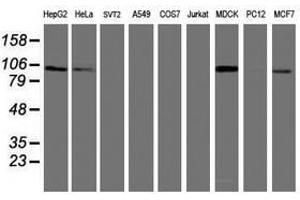 Image no. 2 for anti-Dipeptidyl-Peptidase 9 (DPP9) antibody (ABIN1497903) (DPP9 antibody)