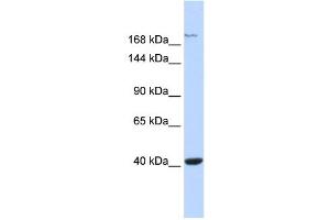 WB Suggested Anti-GRIN2A Antibody Titration:  0. (NMDAR2A antibody  (Middle Region))
