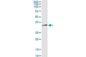 STX12 MaxPab rabbit polyclonal antibody. (Syntaxin 12 antibody  (AA 1-276))