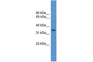 WB Suggested Anti-OR1J1 Antibody Titration: 1.