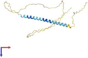 AlphaFold protein structure predicition of Human Recombinant TCEAL4 Protein, UniprotID Q96EI5 (TCEAL4 Protein (AA 1-215) (His tag))