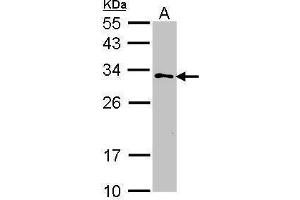 WB Image Sample (30 ug of whole cell lysate) A: 293T 12% SDS PAGE antibody diluted at 1:1000 (GSTZ1 antibody)