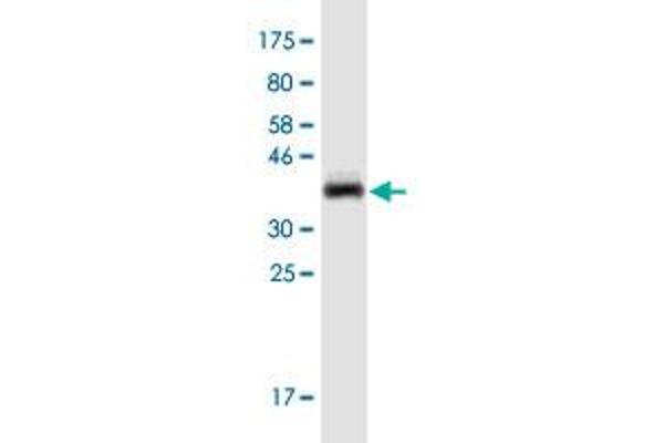 CHL1 antibody  (AA 26-135)