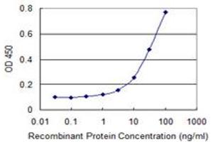 Detection limit for recombinant GST tagged PKMYT1 is 1 ng/ml as a capture antibody. (PKMYT1 antibody  (AA 400-499))