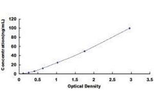 Interleukin-1 Receptor-Associated Kinase 4 (IRAK4) ELISA Kit