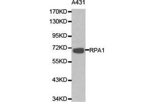 Western Blotting (WB) image for anti-Replication Protein A1, 70kDa (RPA1) antibody (ABIN1874636) (RPA1 antibody)