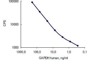 Image no. 3 for anti-Glyceraldehyde-3-Phosphate Dehydrogenase (GAPDH) antibody (ABIN284439) (GAPDH antibody)