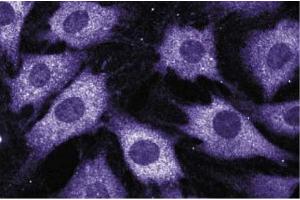 Immunofluorescence staining of C3H/10T1/2 cells (Mouse embryonic fibroblasts, ATCC CCL-226). (NCF2 antibody  (AA 317-469))