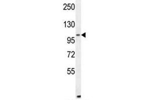 ALDH1L2 antibody western blot analysis in mouse NIH3T3 lysate (ALDH1L2 antibody  (AA 743-772))